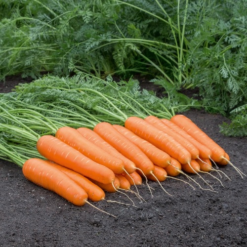 Carrot Naval
