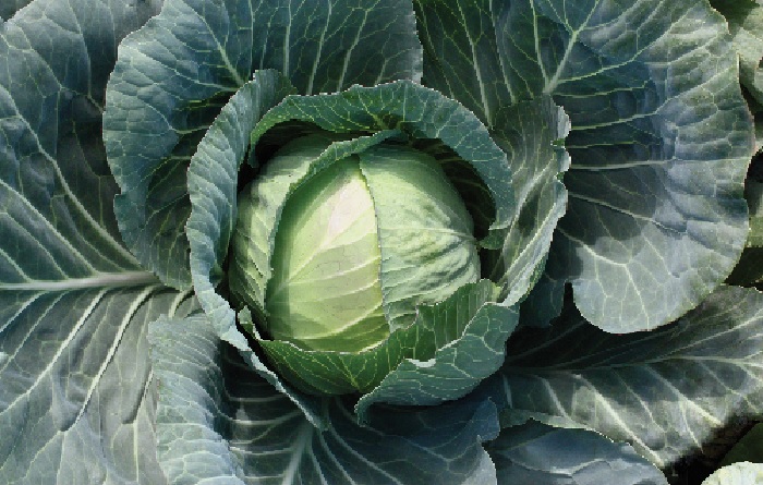 Cabbage Primo Vantage