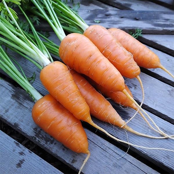 Carrot Caracas