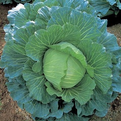 Cabbage 'K-Y Cross'