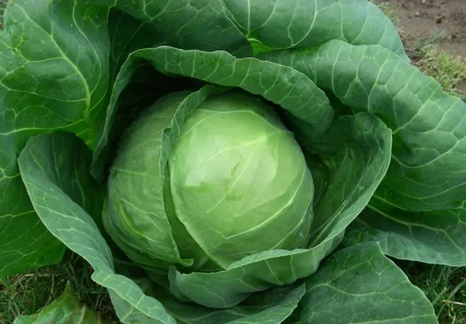 Cabbage Tiara