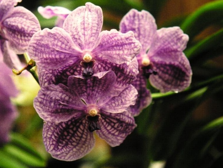 Orchid, Vanda Wirat