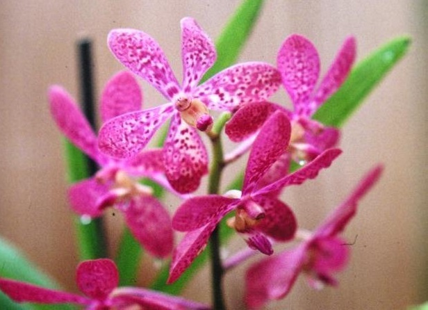 Orchid, Aranda Walter Oumae