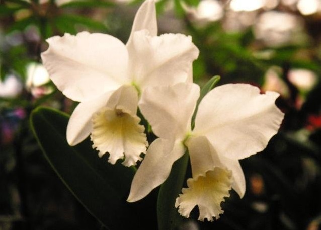 Orchid, Cattleya Hawaiian Wedding Song