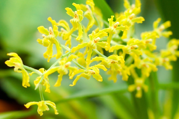 Species Orchid, Little Man Orchid, Curly Gomesa