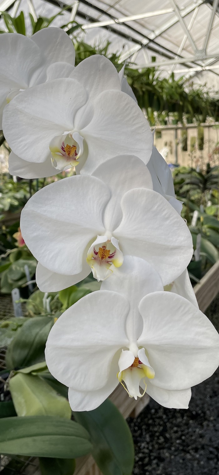 Orchid, Moth Orchid, Phalaenopsis Kaala Snow