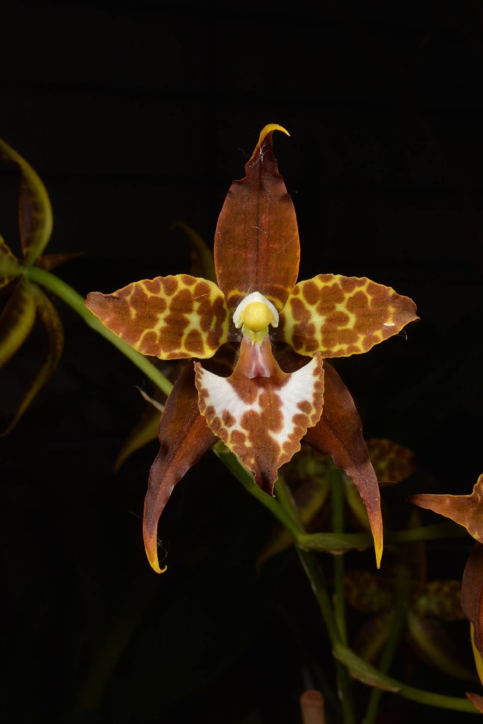 Orchid, Rhynchostele Solola