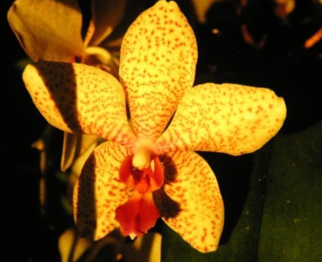Orchid, Moth Orchid, Phalaenopsis Golden Sands