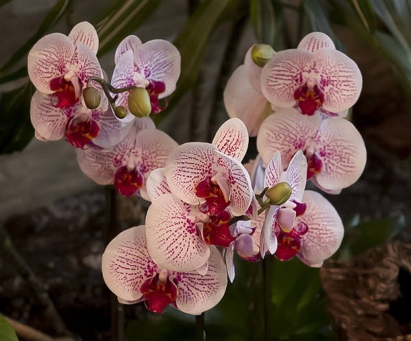 Orchid, Moth Orchid, Phalaenopsis George Seurat