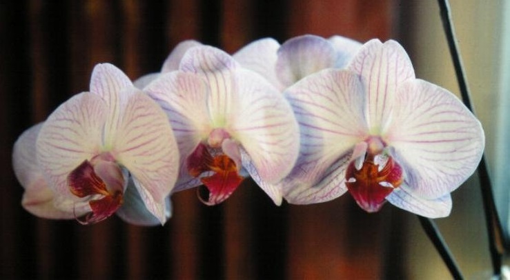 Orchid, Moth Orchid, Phalaenopsis Francine