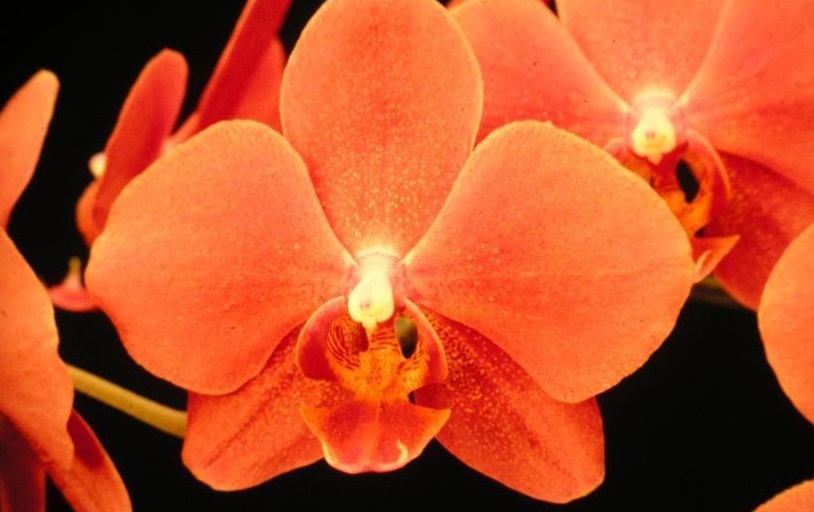 Orchid, Moth Orchid, Phalaenopsis Cannelle