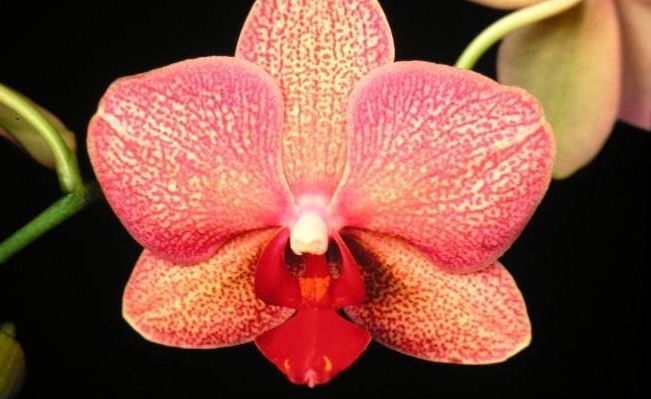 Orchid, Moth Orchid, Phalaenopsis Cacharel Camargue