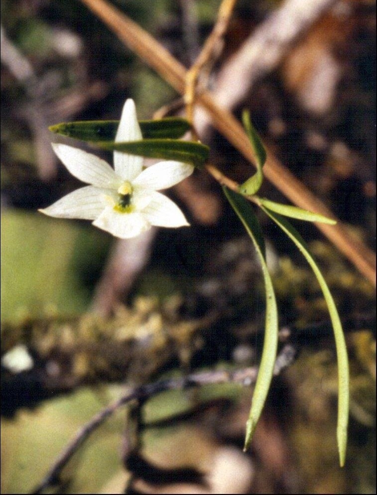 Species Orchid, Winika, Bamboo Orchid, Cunninghams Dendrobium