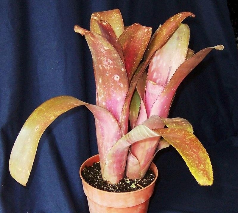 Billbergia Bromeliad, Queens Tears De Nada