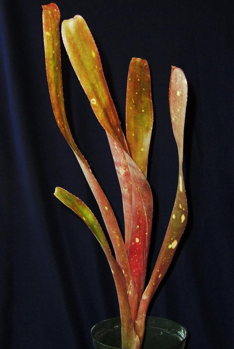Billbergia Bromeliad - amoena var. viridis