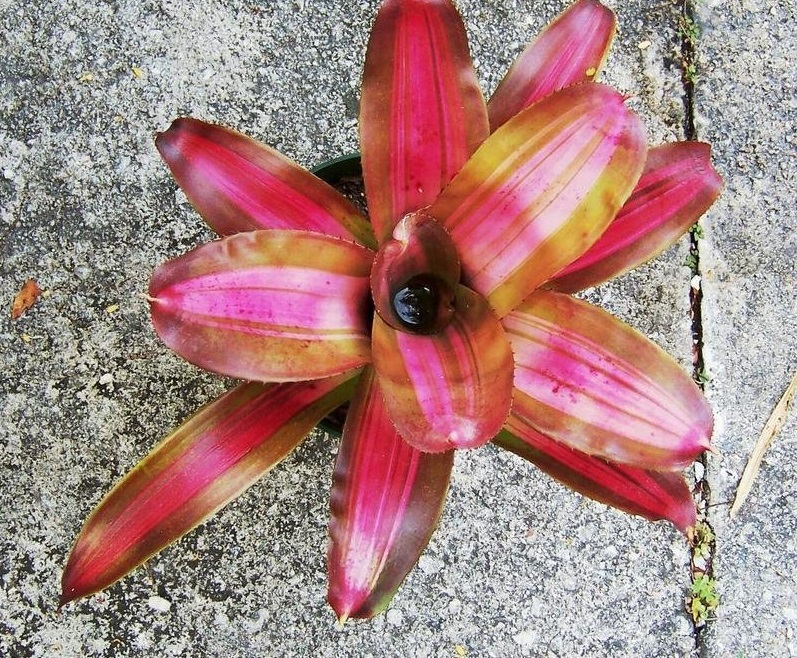 Neoregelia Bromeliad Pablito