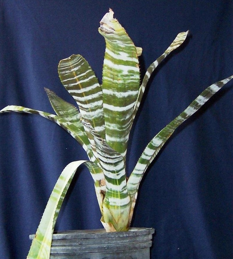 Aechmea Bromeliad Urn Plant, Variegated Bromeliad Variegata