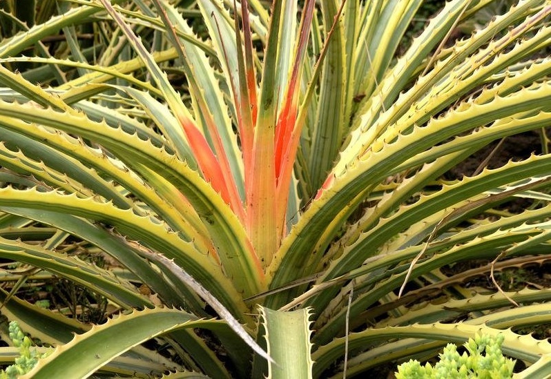 Bromelia Bromeliad Variegated Hearts of Flame Variegata
