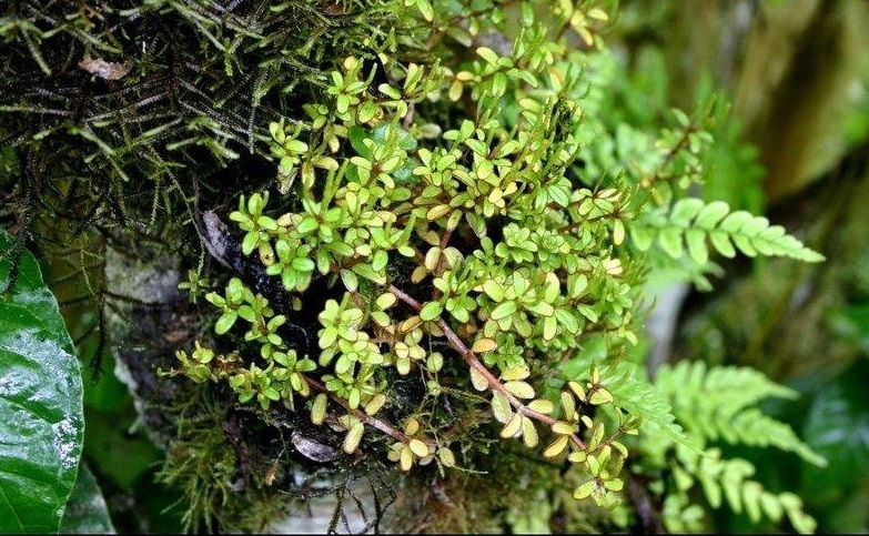 Peperomia Species, Congona, Galapagos Peperomia