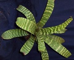 Guzmania Bromeliad Musaica