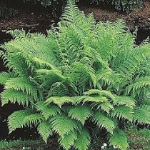 Athyrium, Lady Fern Cristata