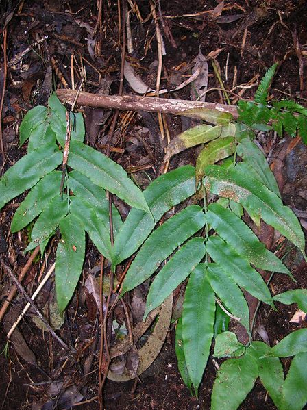 Coniogramme Species, Bamboo Fern, Narrow-Leaf Bamboo Fern