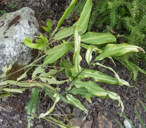 Coniogramme Species, Bamboo Fern, Chinese Bamboo Fern