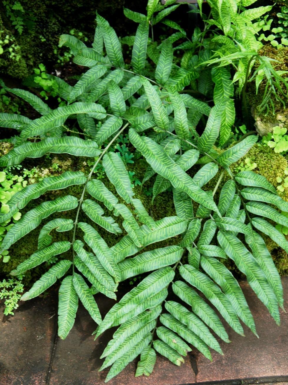 Coniogramme, Chinese Bamboo Fern, Variegated Bamboo Fern Variegata