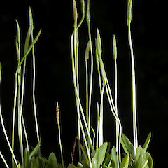 Long-Stem Adders-Tongue