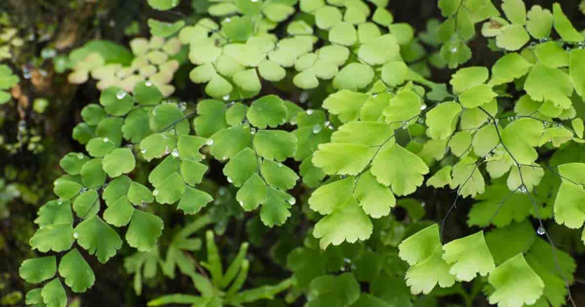 Fragrant Maidenhair