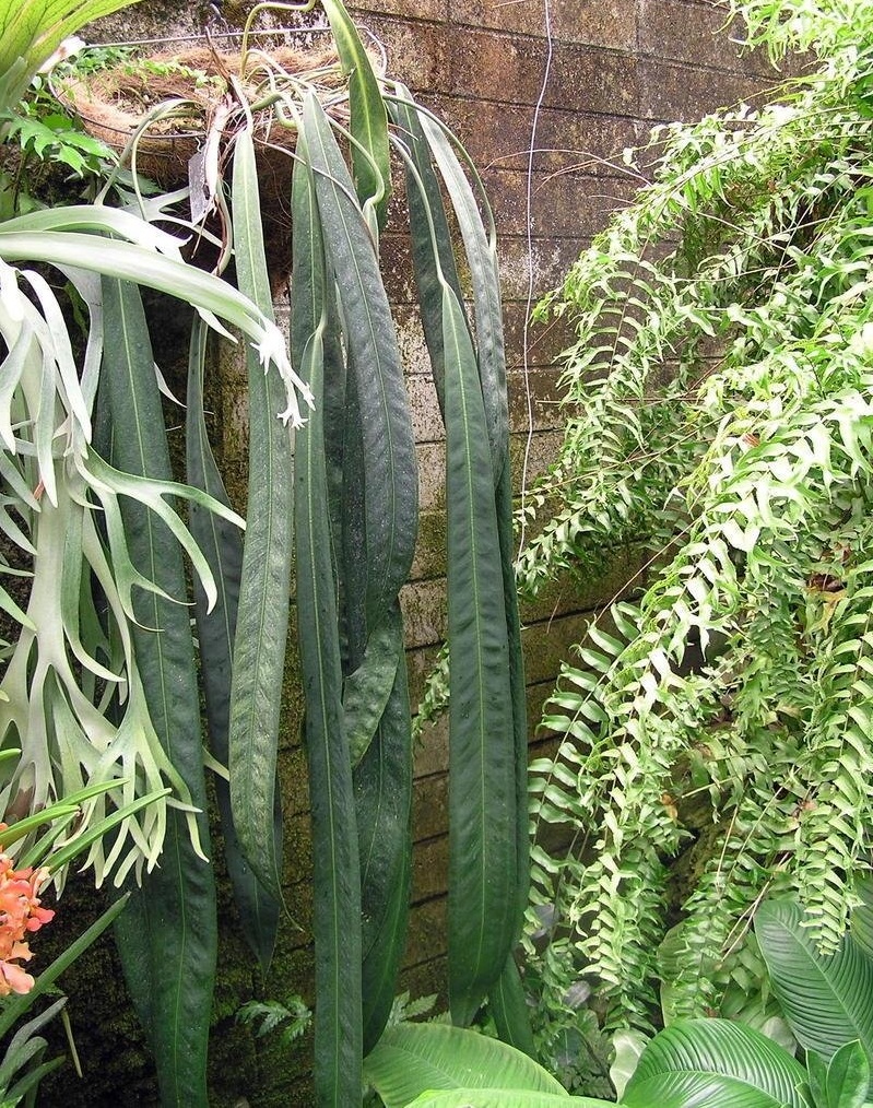 Anthurium Species wendlingeri