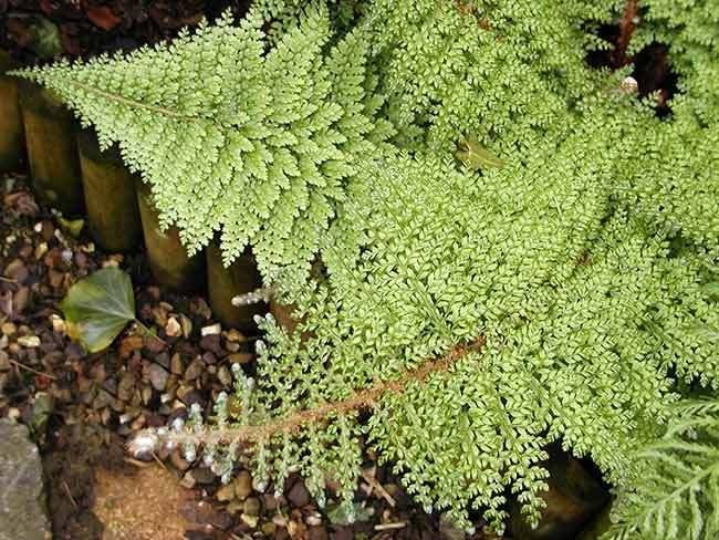Soft Shield Fern Plumosomultilobum
