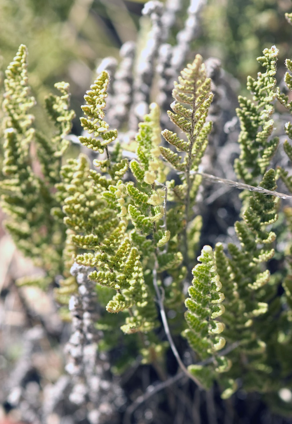Myriopteris Species, Fendlers Lipfern