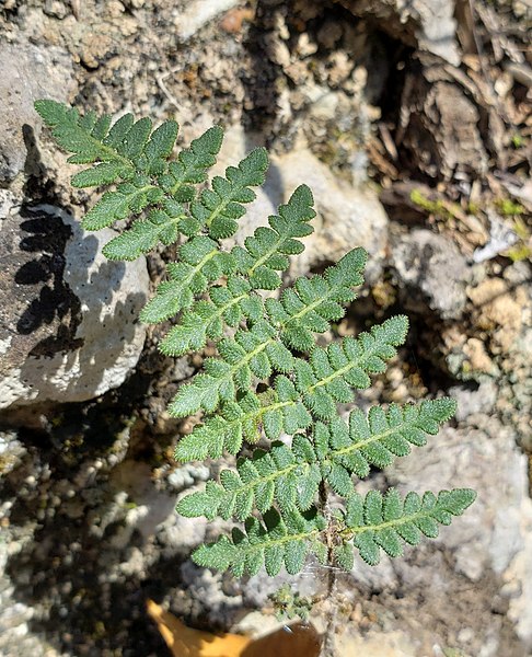 Myriopteris Species, Rough Lipfern