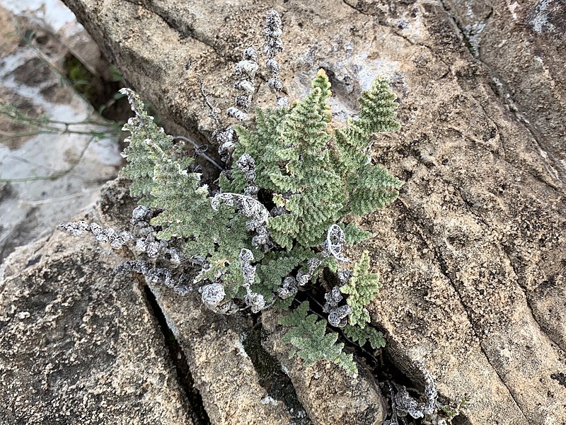 Myriopteris Species, Villous Lipfern