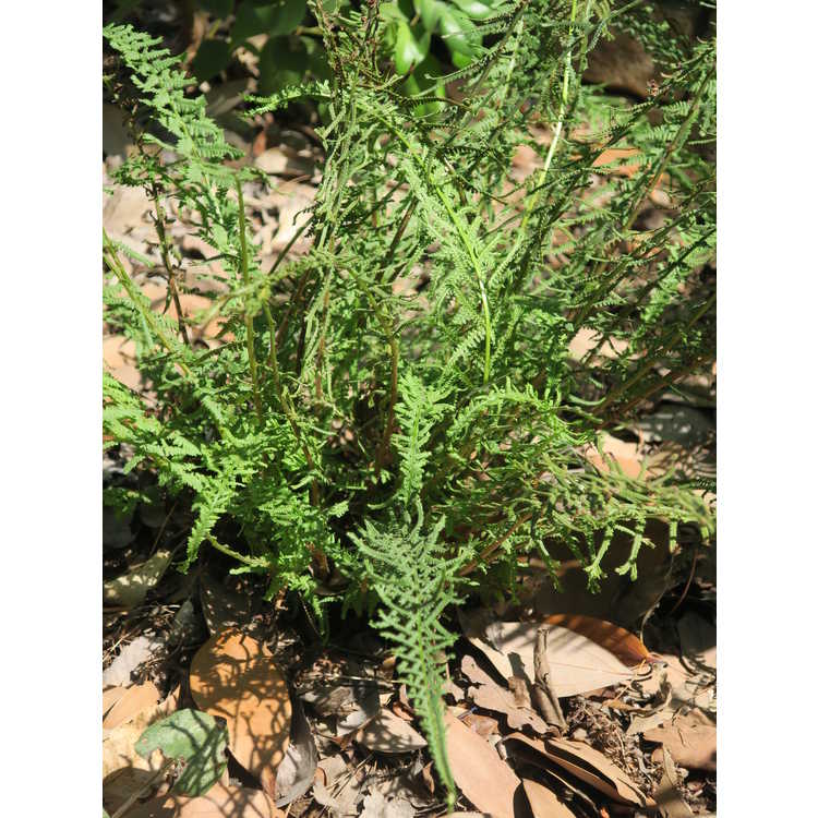 Athyrium Species, Lady Fern Cruciato-cristatum