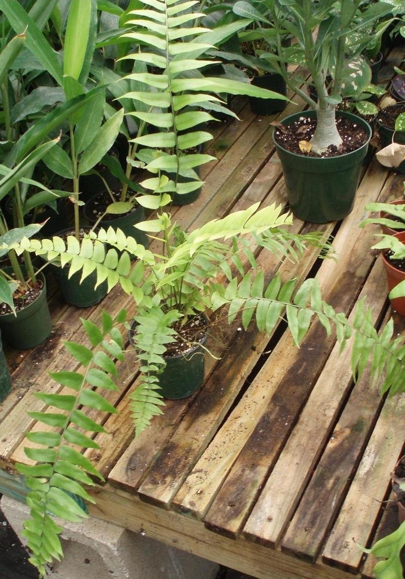 Nephrolepis Species, Giant Sword Fern
