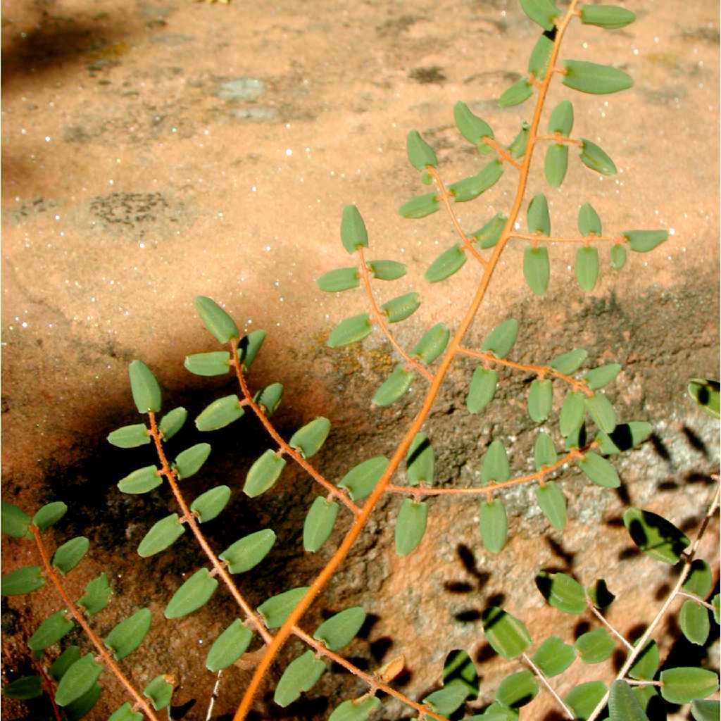 Pellaea Species, Intermediate Cliffbrake