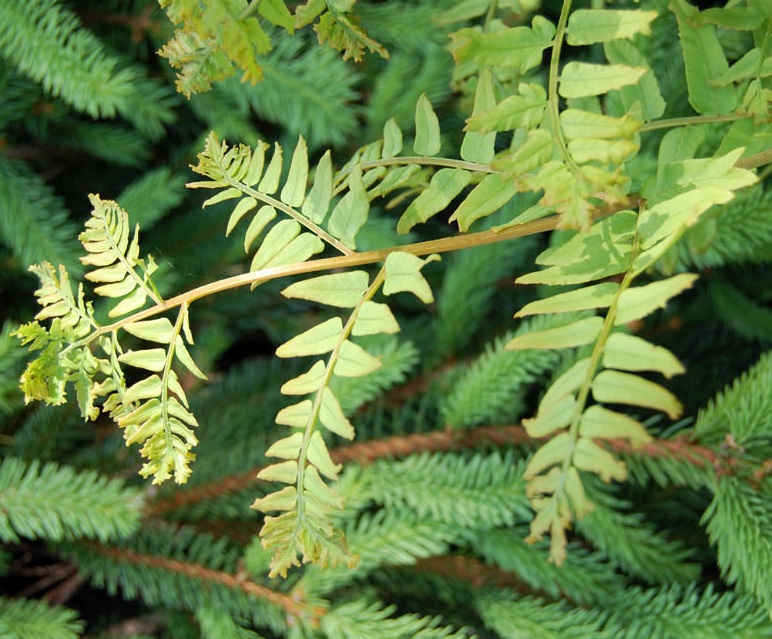 Osmunda, Crested European Royal Fern Cristata