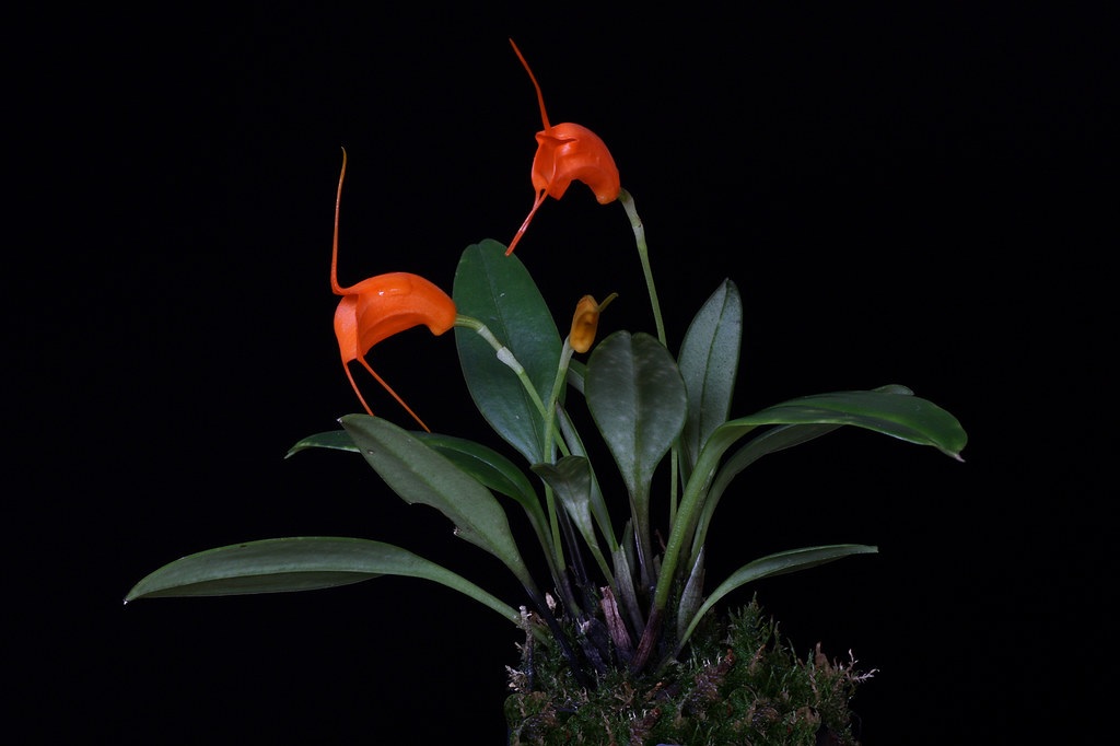 Species Orchid, Alexander Hirtz Masdevallia