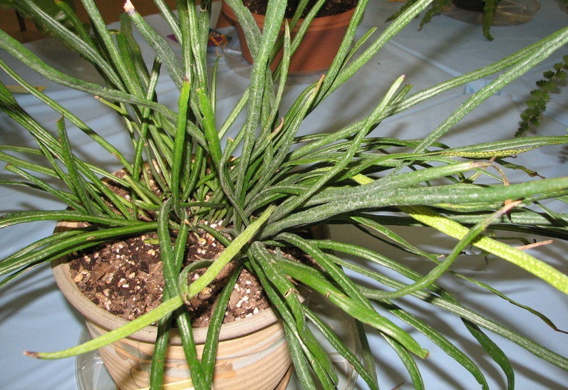 Narrow Leaf Strap Fern