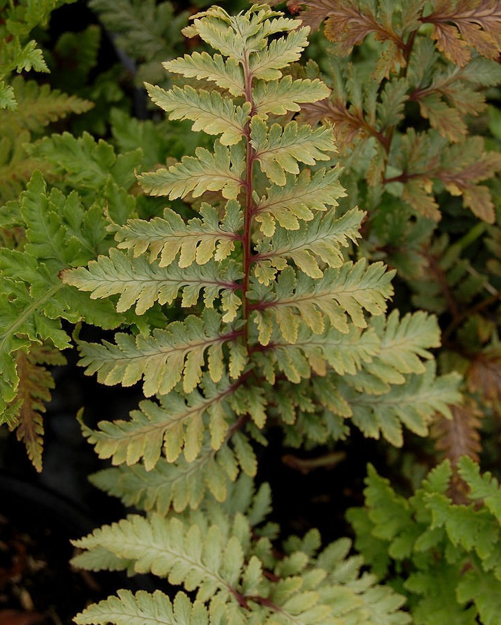Red Japanese Painted Fern Red Beauty