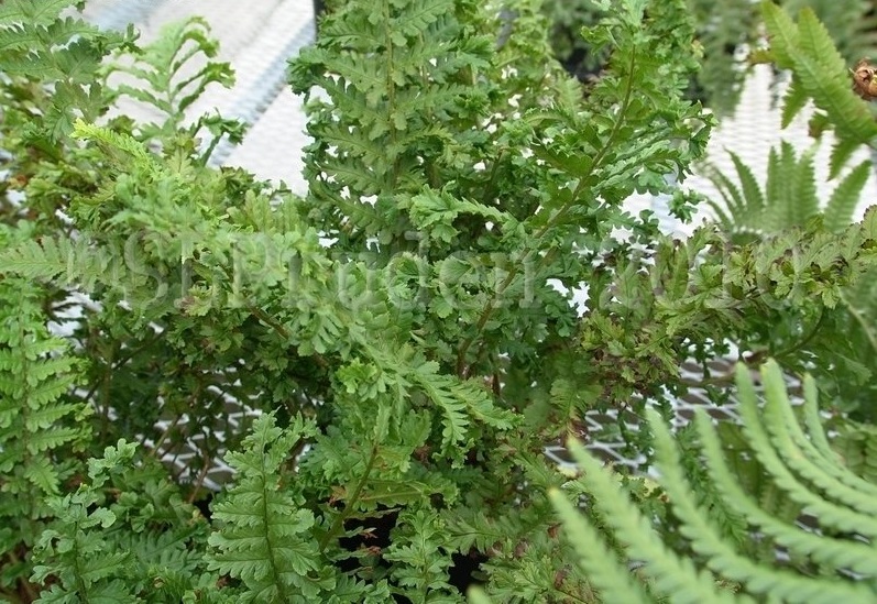 Dryopteris, Male Fern Parsley