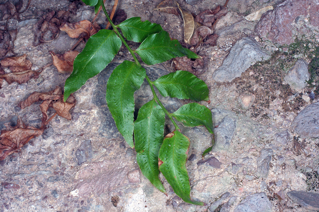 Eared Veinfern