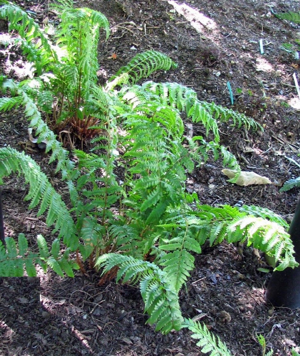 Polystichum Polystichum ovatopaleaceum