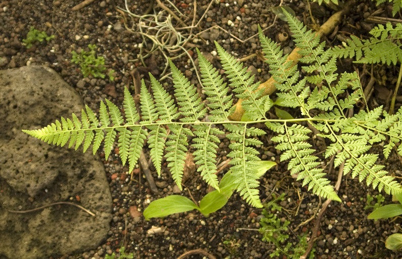 Christella Species, Downy Maiden Fern, Downy Woodfern