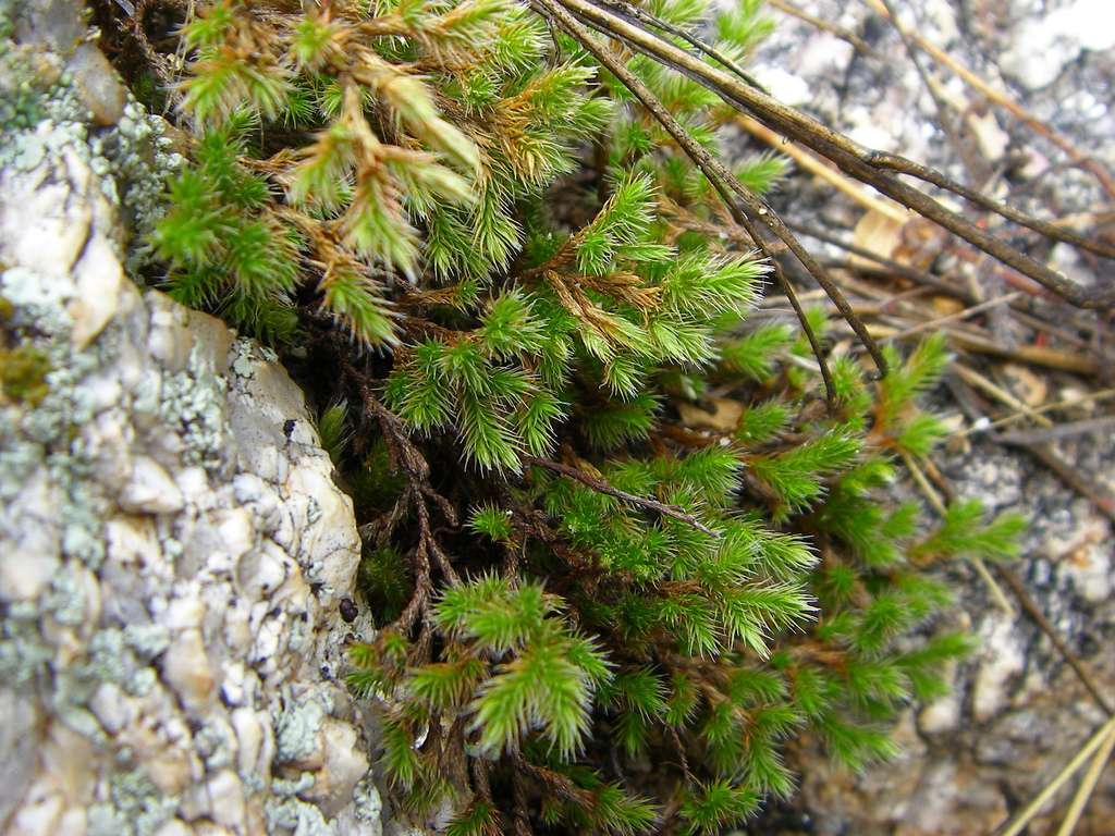 Selaginella Species, Desert Rock Spikemoss, Rockloving Spikemoss