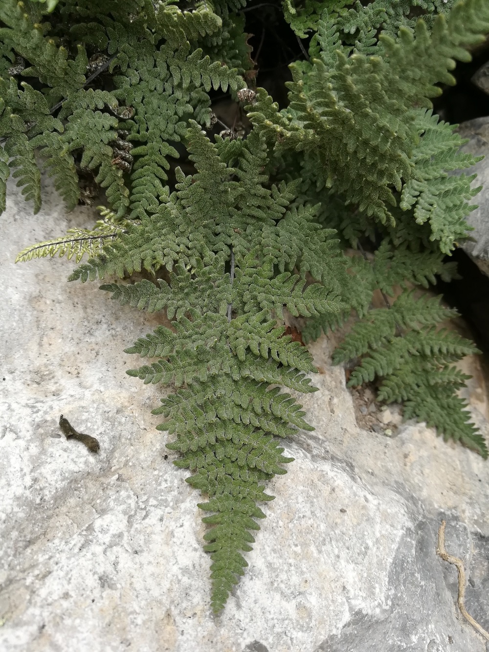 Notholaena Species, Maxons Cloak Fern
