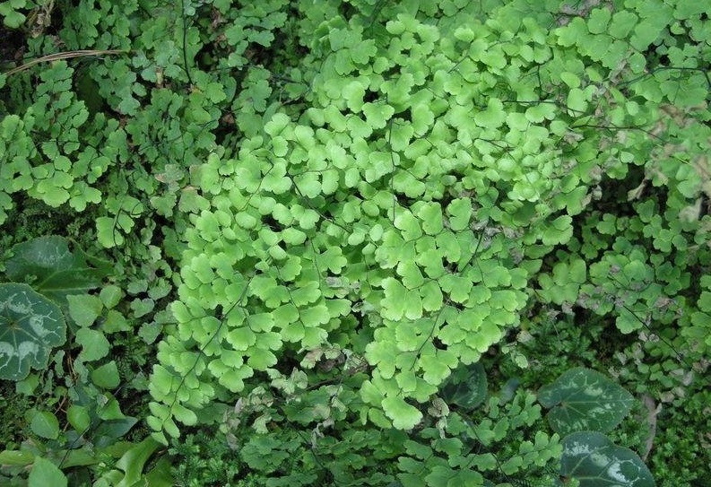 Maidenhair Fern Banksianum