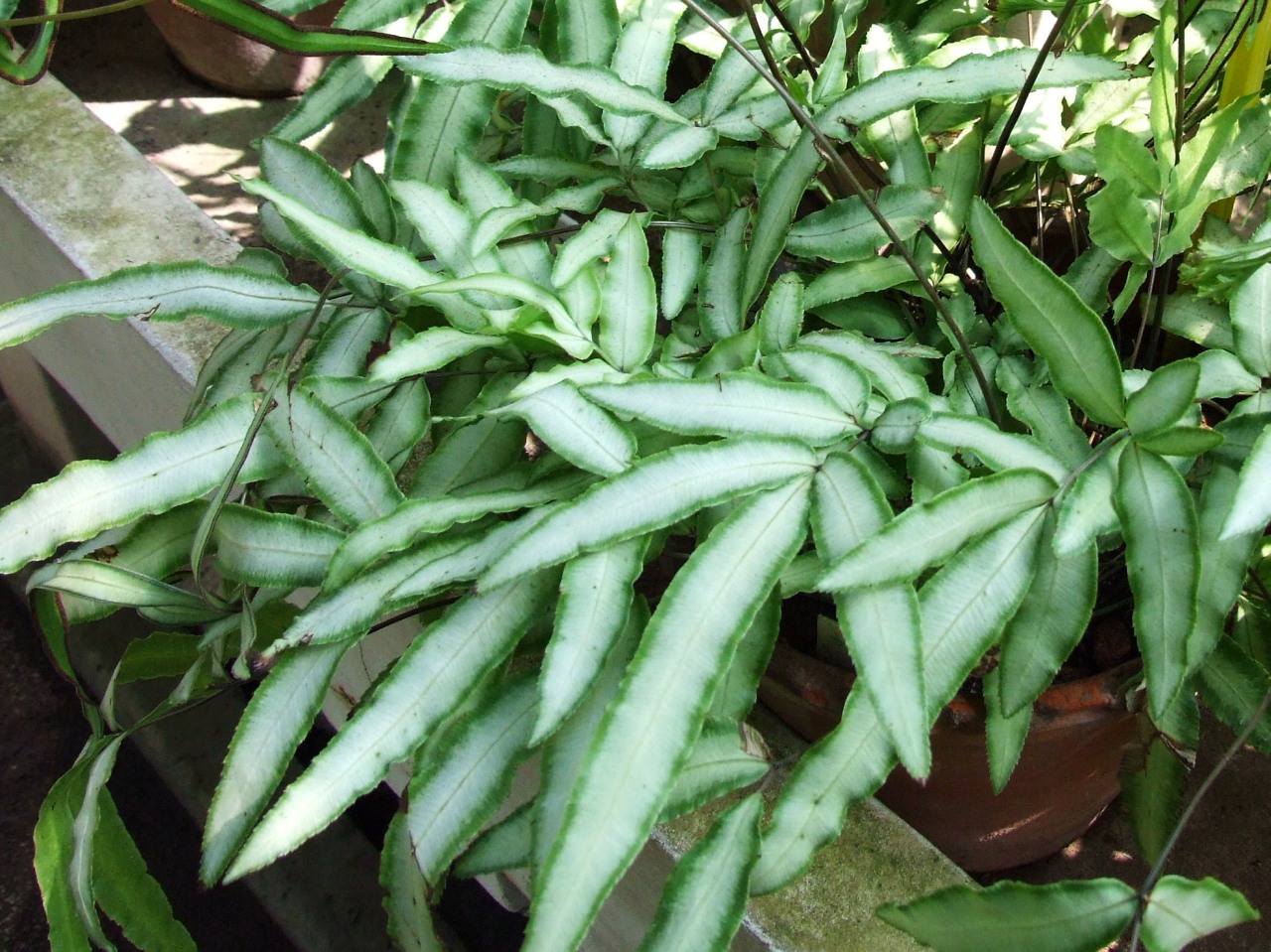 Birds Foot Fern, Cretan Brake, Table Fern Wilsonii